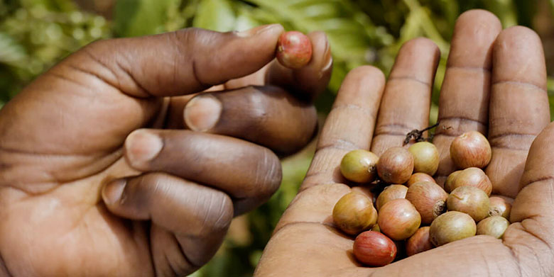 JDE_sustainability_crop